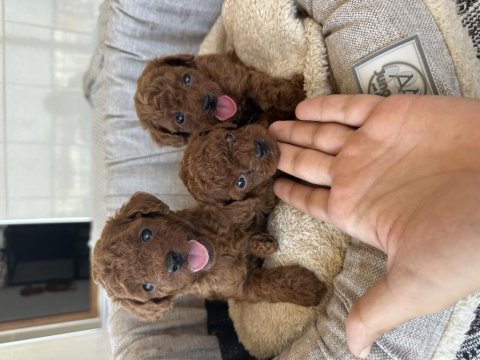 En iyi poodle benim olsun diyenlere