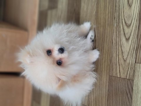 Pomeranian boo 4 aylık