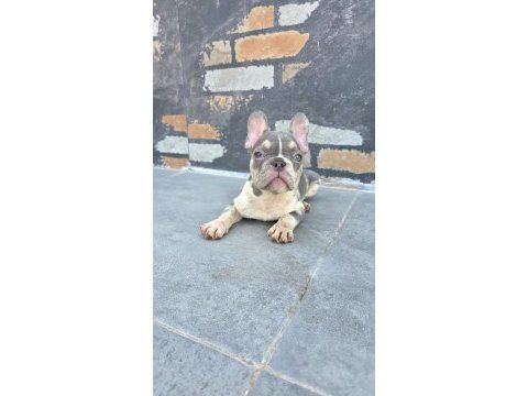 French bulldog köpekler