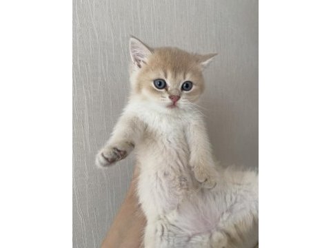 3 aylık erkek ay11 british shorthair