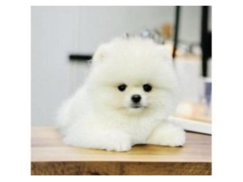 Pomeranian boo yavrularımız