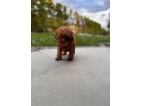 50 günlük kore red brown poodle erkek