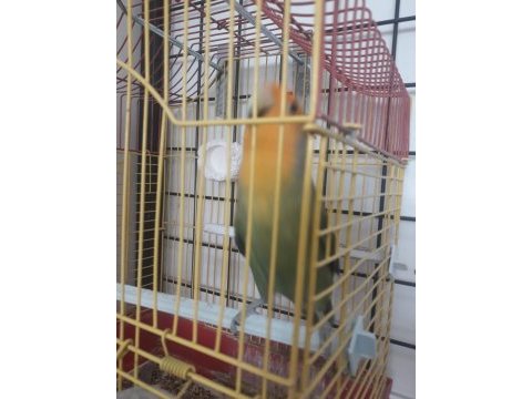 1.5 yaş sevda papağanı erkek