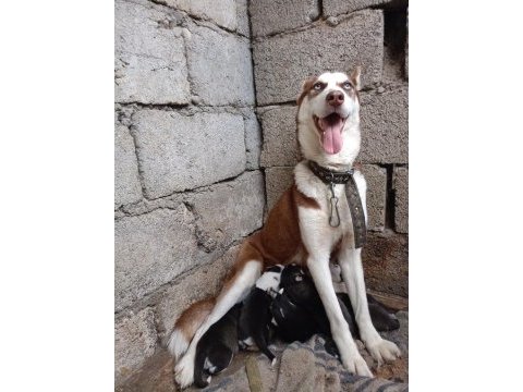 Husky yavrularım