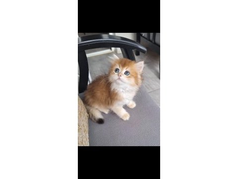 British longhair ny12 dişi