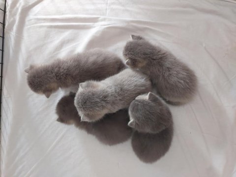 Ömürlük british shorthair yuvalarını bekliyorlar