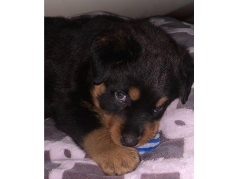4 aylık erkek rottweiler