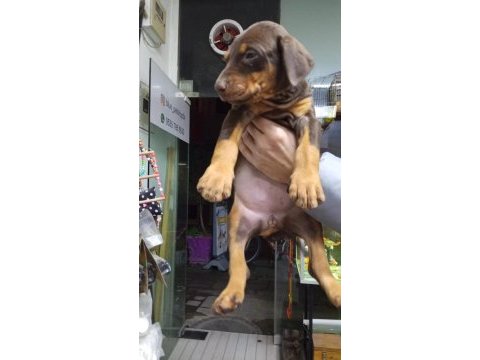 Doberman yavrularımız teslime hazır
