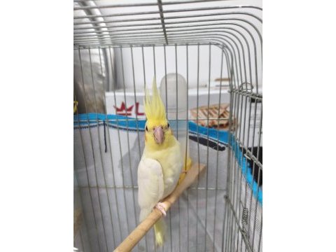 Lutino sultan papağanı