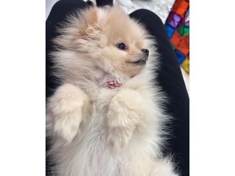 6 aylık dişi pomeranian