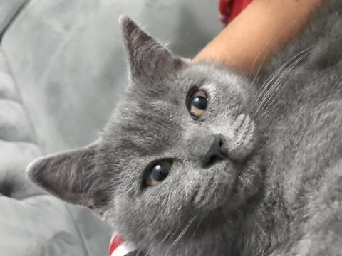 Kızımın alerjisi olduğu için british shorthair