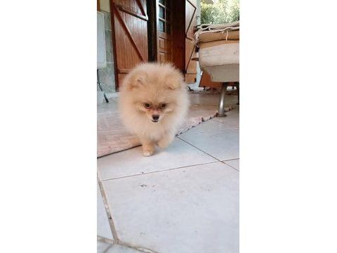 Pomeranian spitz köpeğimiz