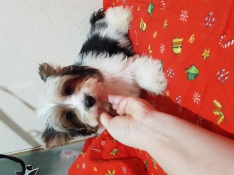 Biewer yorkshire terrier