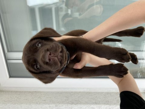 Çakır gözlü iki aylık labrador köpeği