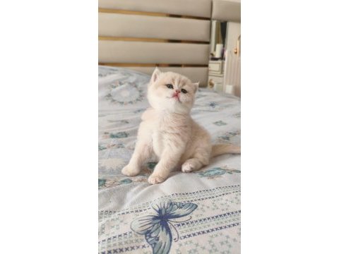 Özel renk chocolate golden british shorthair dişi