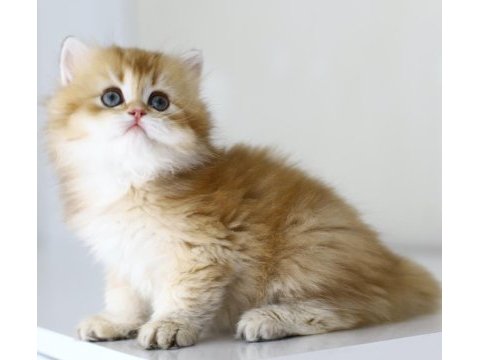 Gülen tospik british longhair