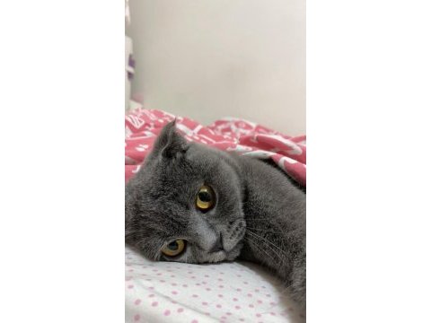 1 yaşında kedimi sahiplendiriyorum