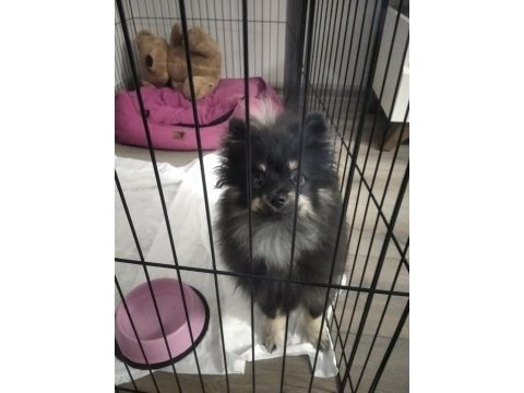 7 aylık dişi şecereli aşıları tam çipsiz pomeranian