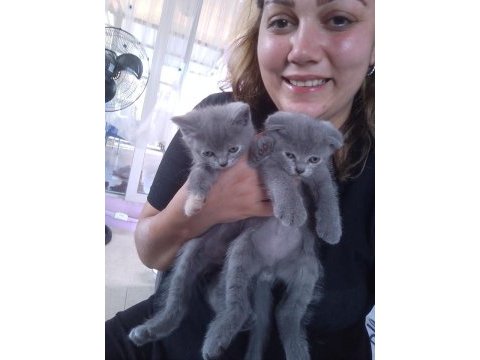 2 aylık scottish & british shorthair sahiplendirme
