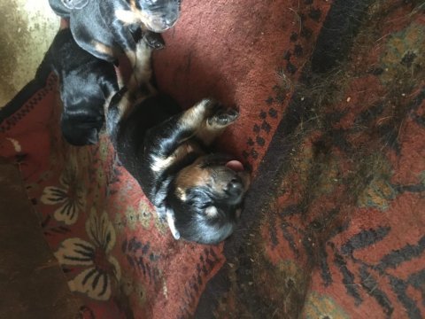 Orjinal rottweiler yavru 1 dişi