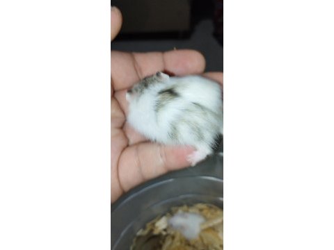 Özel renk dwarf hamster