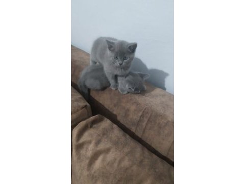 British shorthair gri yavrular