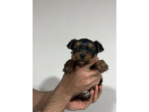 Dişi ve erkek original teacup yorkie yavrular
