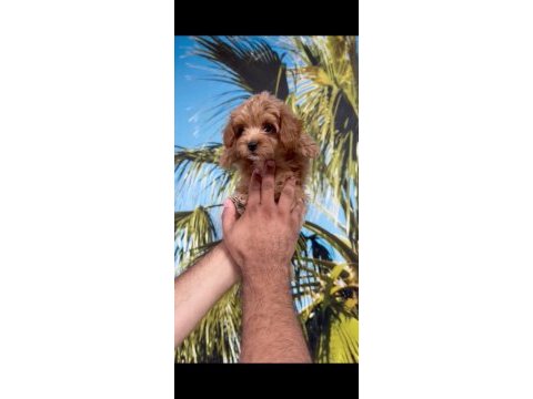 Minyatür maltipoo bebekler