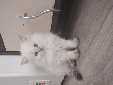 Yakışıklı oğlum yeni ailesine gitmek için hazır chinchilla