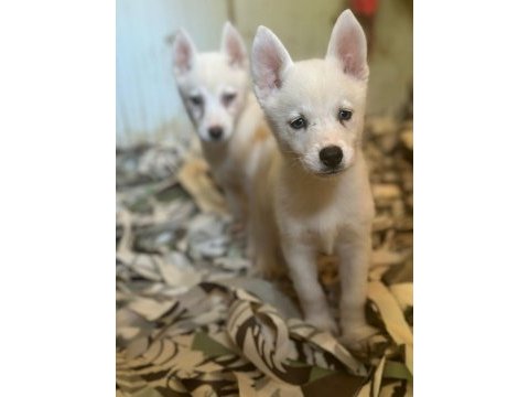 Mavi gözlü sibirya kurdu husky bebekler