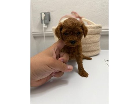 Kg garantili toy poodle yavrular