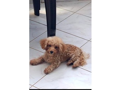 Teacup erkek 19cm 5 aylık poodle