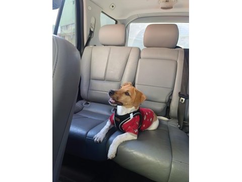 Orjinal saf kan jack russell