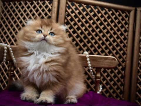 O bir prenses scottish fold