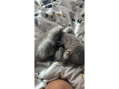 British shorthair yavrularım yuvalarını bekliyor