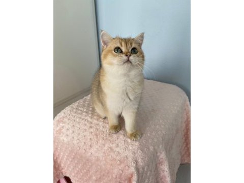 Bal boncuğu british shorthair bebeğim