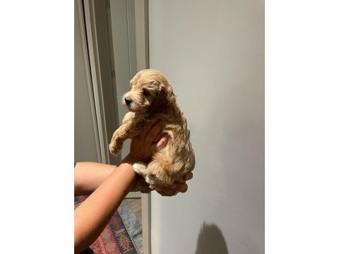 Maltipoo dişi yavrular