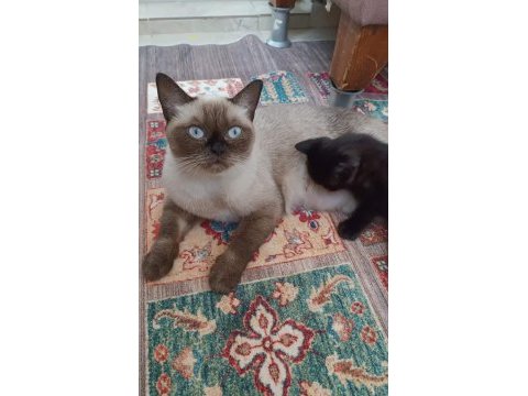 Acil sahiplendirme anne ve yavruları british shorthair