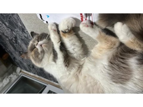 İş yoğunluğundan dolayı kedimizi sahiplendiriyoruz