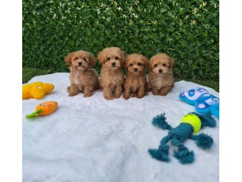Aşılı pasaportlu mikroçipli maltipoo yavrularımız 