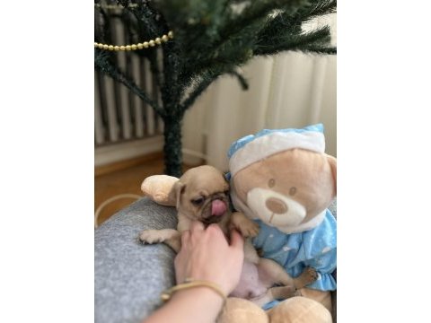 Pug yavru köpeklerim
