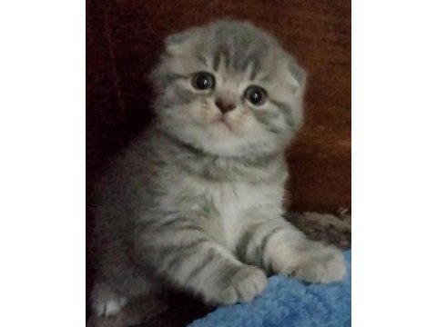 Bı lokma aşk scottish fold