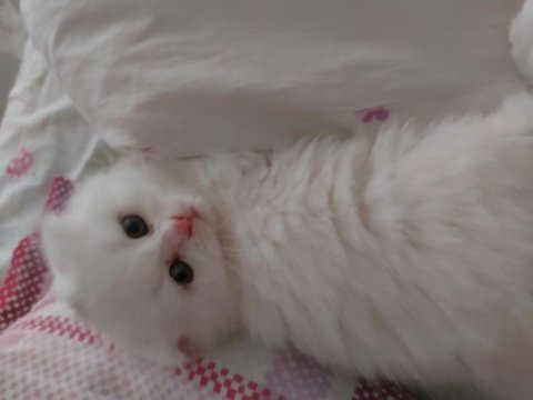 Scottish fold oğlumuz yeni yuvasını arıyor
