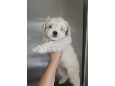 Maltese terrier minik köpekler