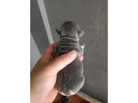 Egzotik french bulldog yavrular