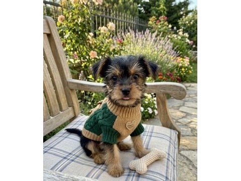 Evinizin maskotu olacak mükemmel dost köpeğimiz