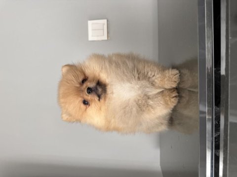 Üst düzey pomeranian boo son 3 dişi