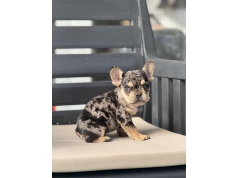 Egzotik french bulldog bebekler