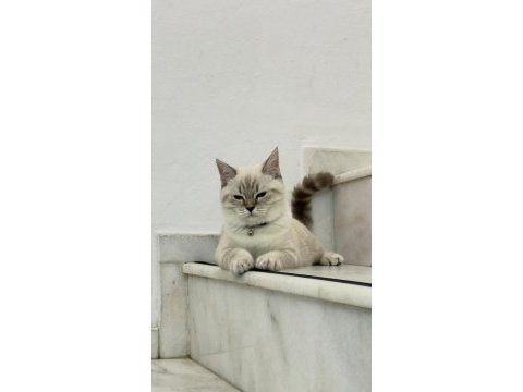 Yakışıklı british shorthair oğlumu sahiplendiriyorum