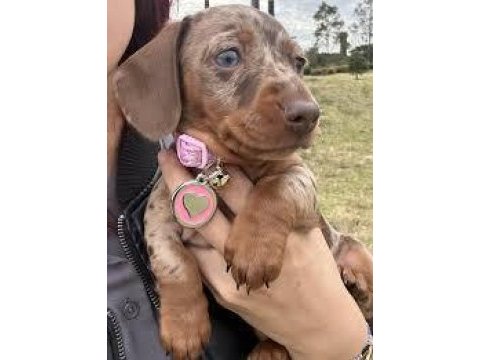 Üst kalite garantili dacshund nadir renk bebekler